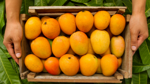 Técnico em Fruticultura: como pode atuar?