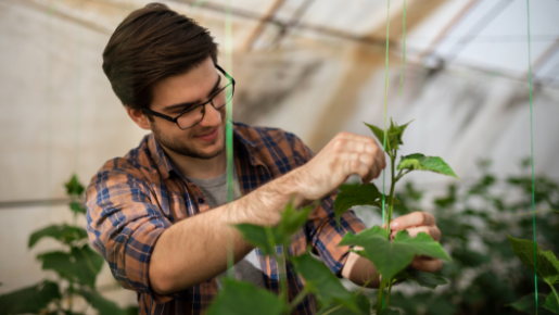 Técnico em Agronegócio: o que faz esse tipo de profissional?