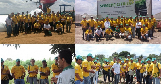 mosaico_sergipe2