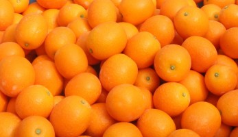 Saiba como controlar pragas e doenças da laranja