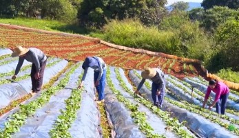 Produtores de morango atendidos pela ATeG do Senar movimentam economia no Sul de Minas