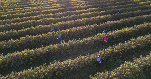 Imagem aérea de pessoas fazendo colheita em uma plantação de frutas