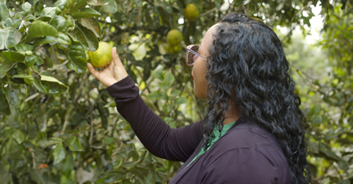 Mulher negra colhendo uma laranja em uma plantação