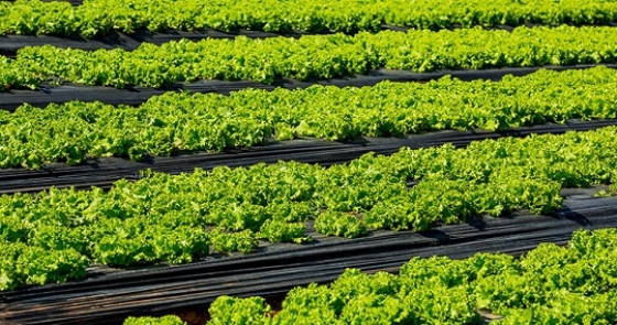 SENAR/ES oferece 559 vagas para produtores rurais do ES em Dezembro