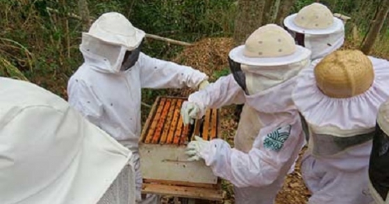 Produtores mineiros apostam na apicultura para fugir da seca
