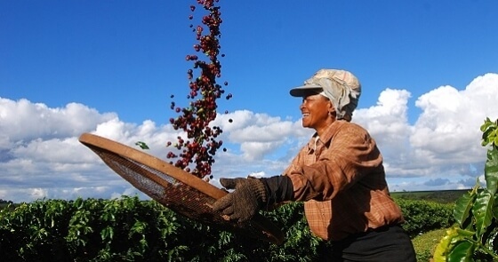 SENAR Minas inicia Programa de Assistência Técnica e Gerencial em cafeicultura