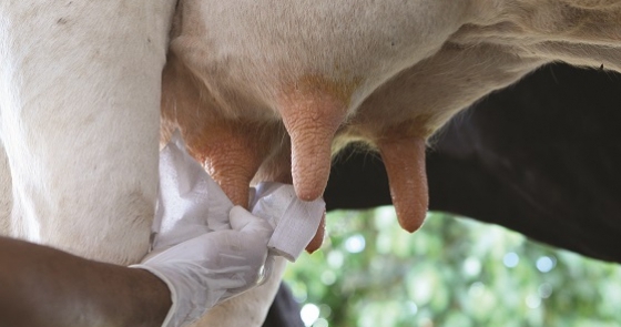Curso de Cria e Recria de Bezerras mostra que é possível melhorar produção leiteira