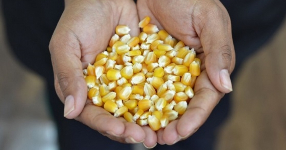 Siga/MS triplica monitoramento de áreas agrícolas e amplia precisão