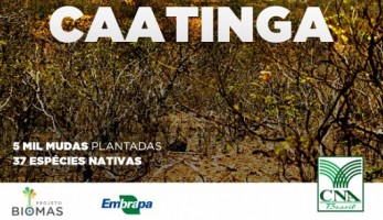 cna_post_biomas_caatinga_web2