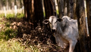 Sistema de ILPF é considerado uma das opções mais sustentáveis da atividade agropecuária