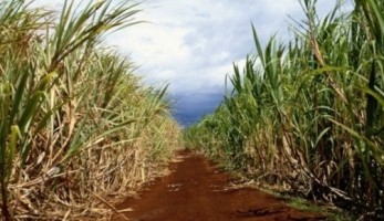 cana_globo_rural