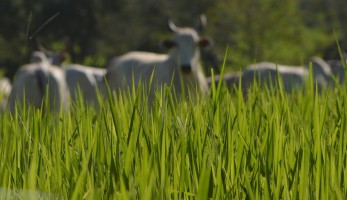 Educação-no-Campo_Paisagens-Rurais[1]