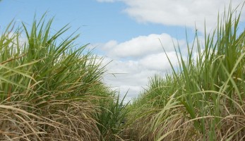 CNA levanta custos de produção da agropecuária em oito estados