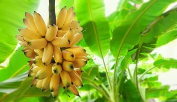 Dia da Banana – Fruta é cultivada em todos os estados