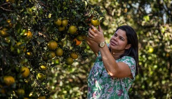 uma mulher colhendo frutas no pé