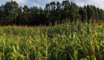 Campo Futuro apresenta impactos da alta dos preços de insumos nas cadeias agrícolas