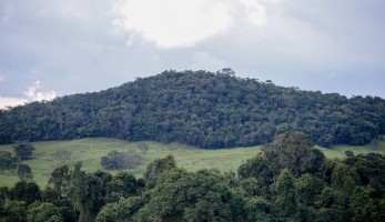 CNA discute participação do setor florestal na política de sustentabilidade ambiental