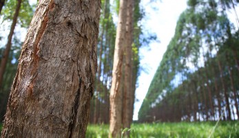 CNA discute ações para setor florestal