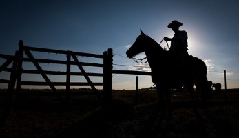 Programa Nacional de Sanidade dos Equídeos