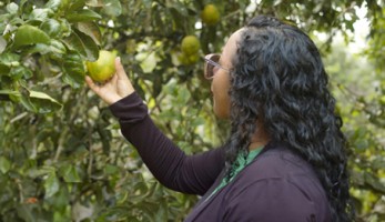 Mulher negra colhendo uma laranja em uma plantação na área de fruticultura